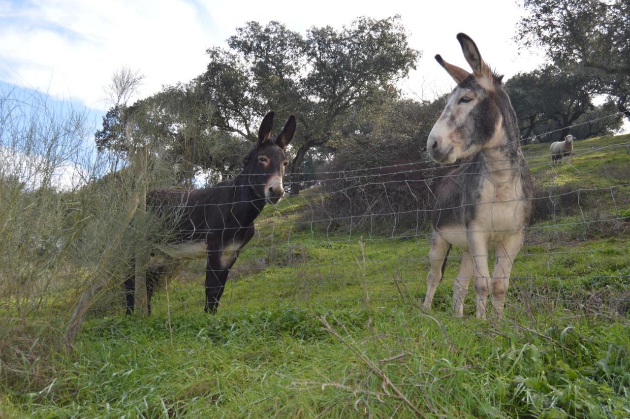 Herdade Ribeira De Borba Villa Vila Viçosa Kültér fotó